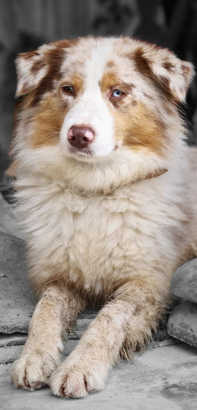 TATIA du hameau de roxane