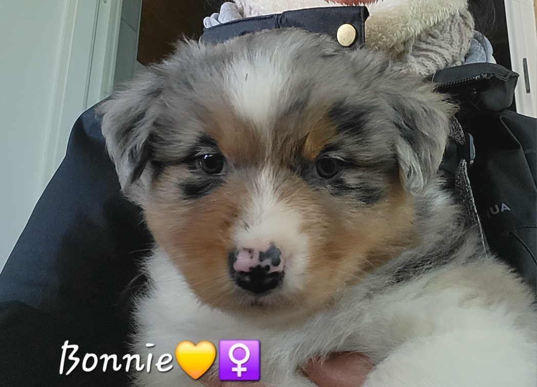 Stephanie Vacher - Chiots disponibles - Berger Australien