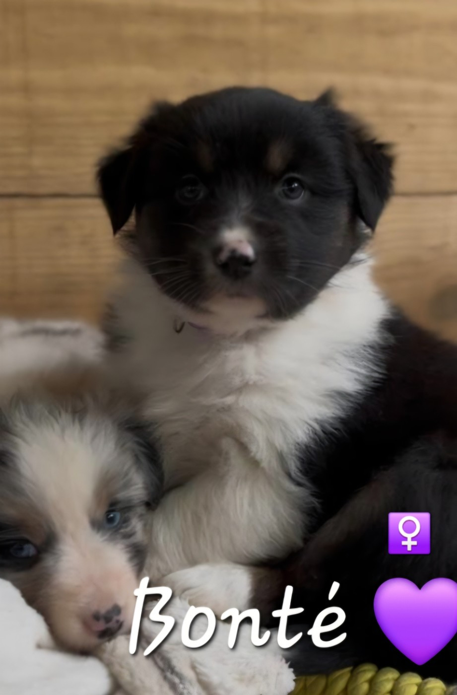 Stephanie Vacher - Chiots disponibles - Berger Australien