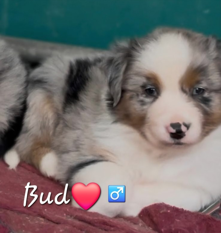 Stephanie Vacher - Chiots disponibles - Berger Australien