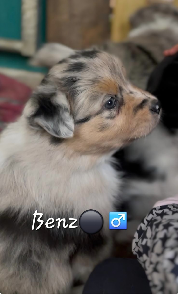 Stephanie Vacher - Chiots disponibles - Berger Australien