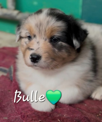 BULLE