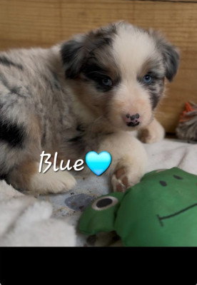 BLUE (se nomera Bella)